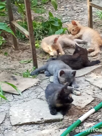 Кошка