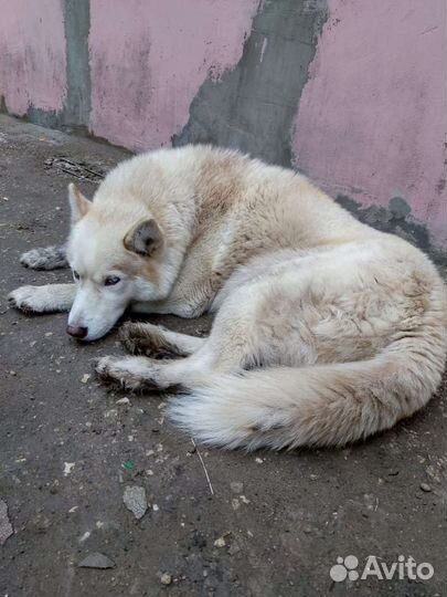 Найдена собака