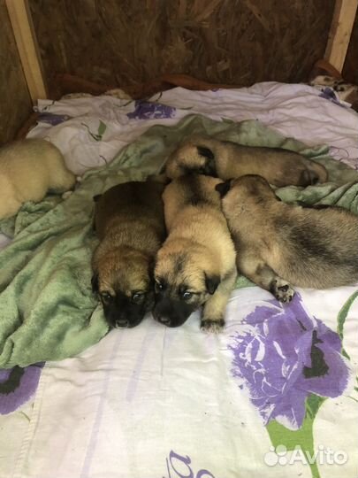 Щенок в добрые руки