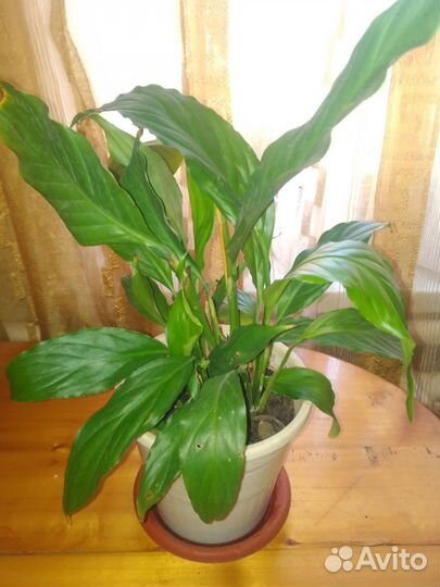 Спатифиллум