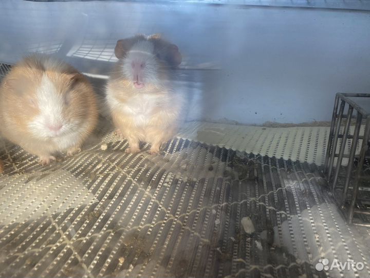 Морские свинки