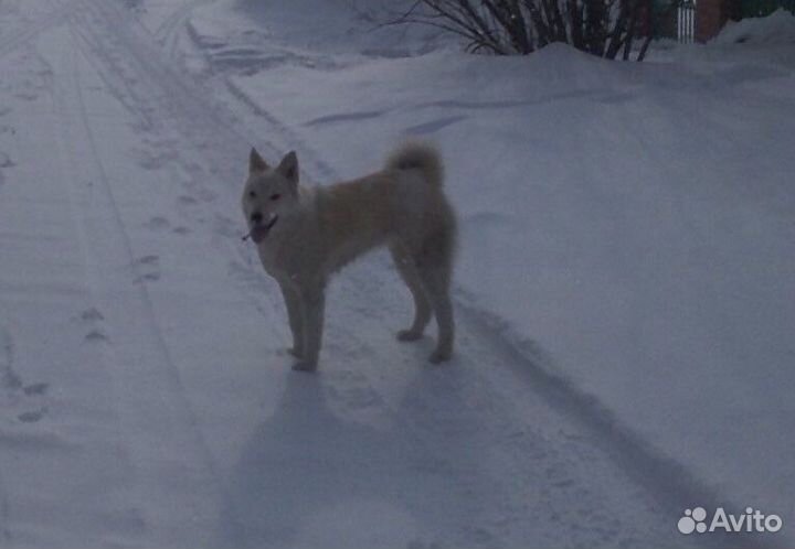 Собака помесь лайки