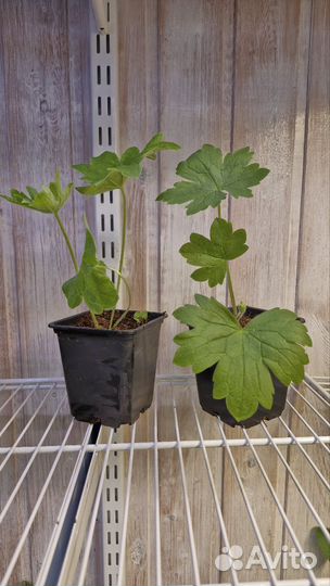 Дельфиниум