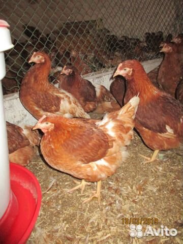 Куры молодки