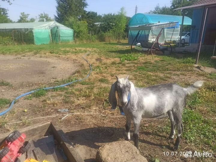 Козочка