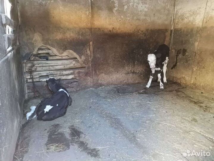Телята