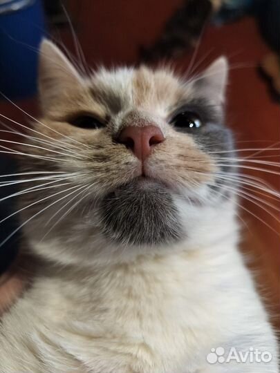 Кошечка
