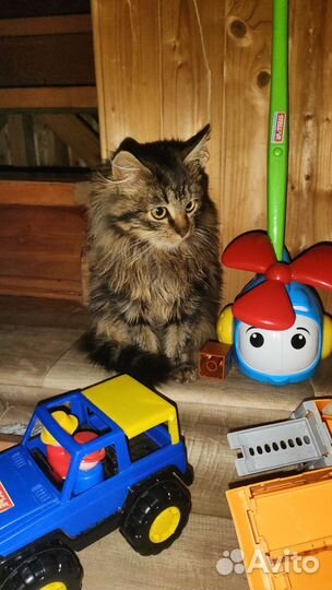 Мейн-кун в добрые руки бесплатно