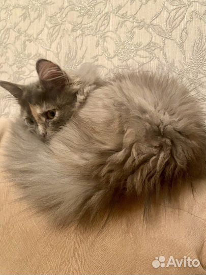 Котенок девочка 4 месяца