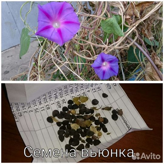 Вьюнки для живой изгороди семена