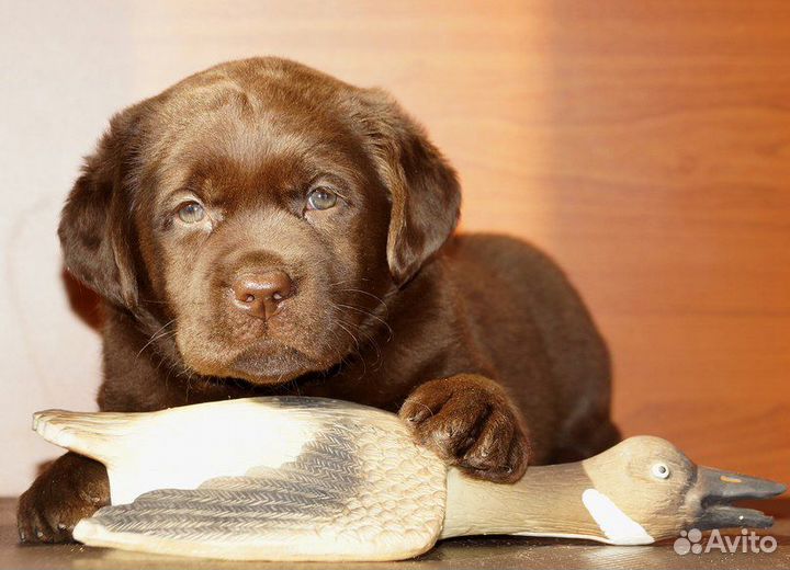 Восхитительные щенки лабрадора