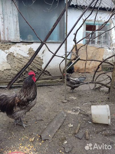 Куры породы Австролорп