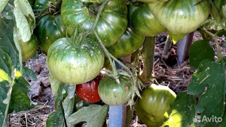 Семена помидор