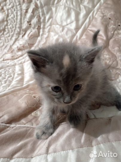 Котята в дар