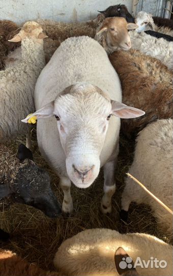 Баран Немецкий Суффолк