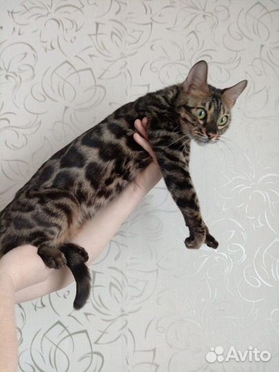 Бенгальская