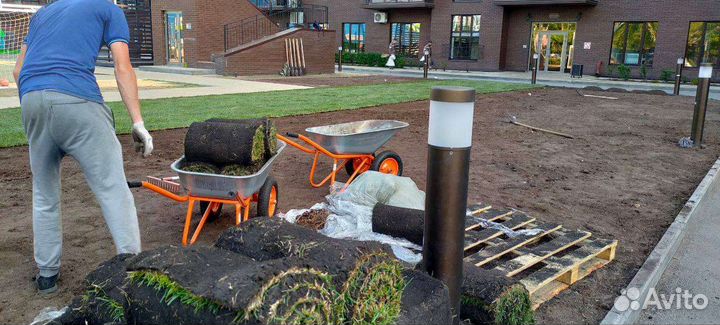 Рулонный газон стандарт с укладкой