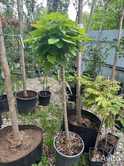 Катальпа Клён Боярышник