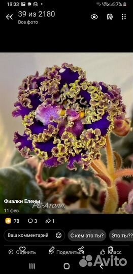 Сортовые фиалки