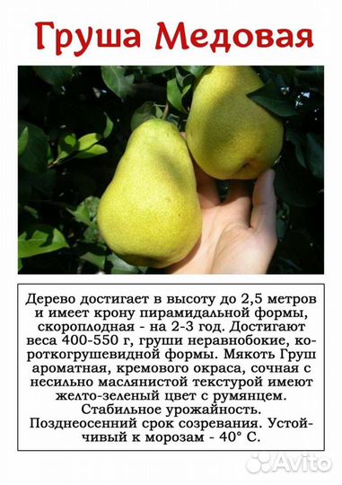 Саженцы груши