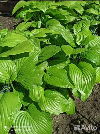 Хоста подорожниковая