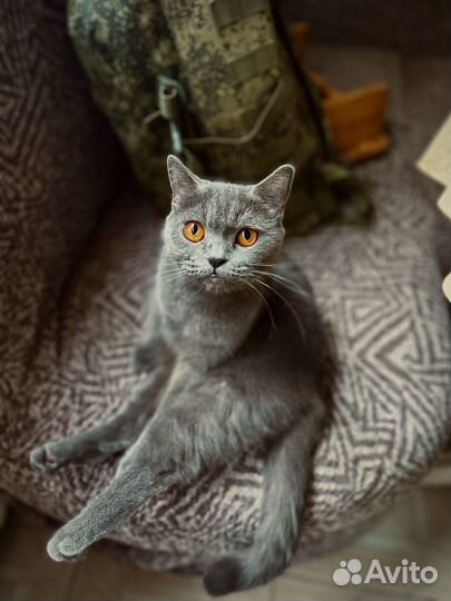 Британская кошка бесплатно