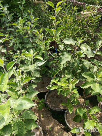 Саженцы Дерево Сад и другие