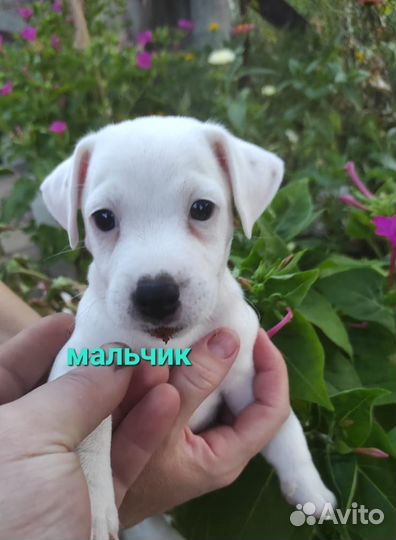 Щенки джек рассел терьер-белый