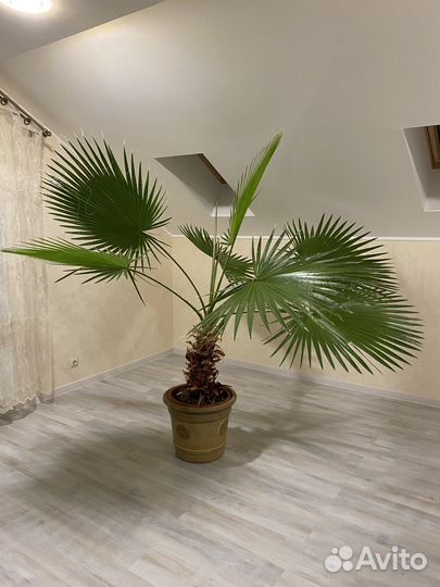Пальма Вашингтония