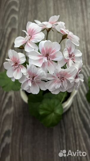 Пеларгония герань сортовая