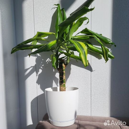 Драцена, бегония, кактус, сансевиерия