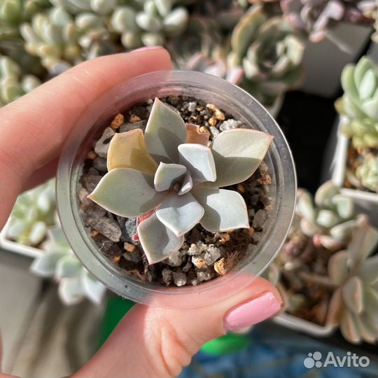 Суккуленты детки, эхеверия седум пахиверия