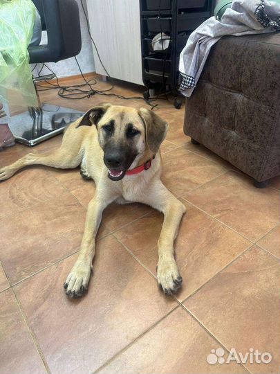 Собаки бесплатно в добрые руки щенки