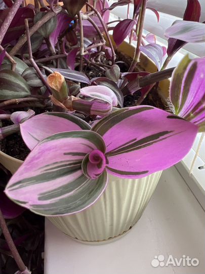 Традесканция