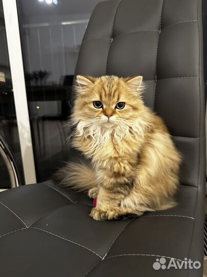 Хайленд Страйд котёнок девочка