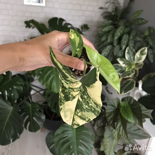 Сингониум imperial еллоу