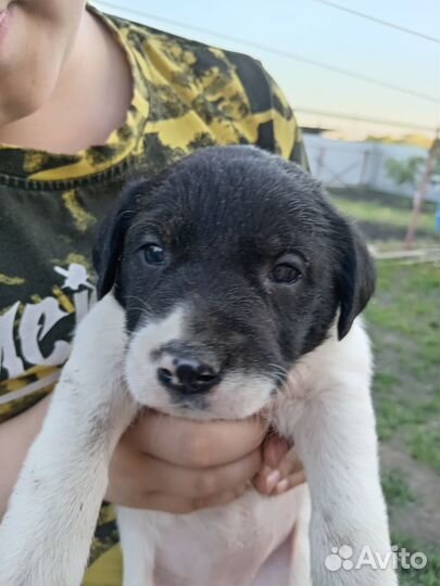 Щенки в хорошие руки