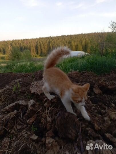 Отдам котёнка мальчик