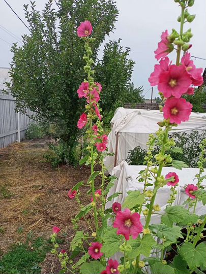 Участок 12 сот. (СНТ, ДНП)