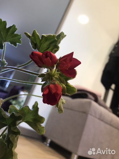 Пеларгония герань цветущая тюльпановидная