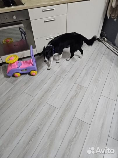 Бордер колли