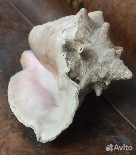 Большая морская раковина Куба 23 см