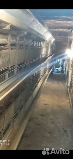 Клетки для содержания бролеров