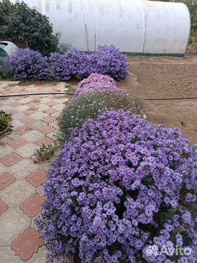 Мультифлора, сентябрины, хризантемы