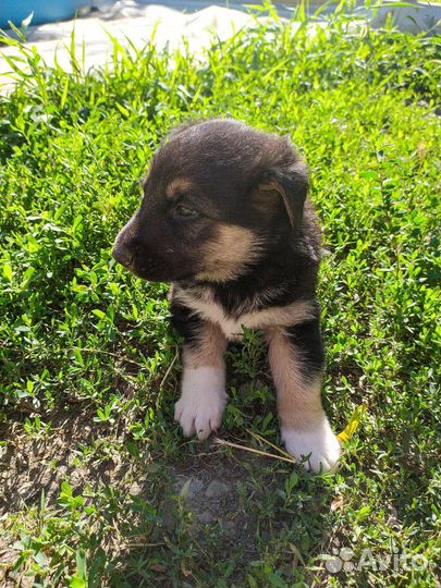 Щенки бесплатно