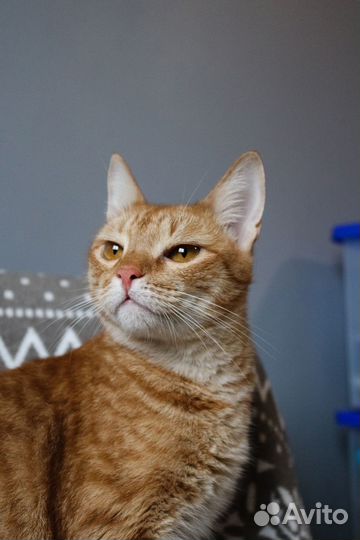 Котик Бамблби в добрые руки