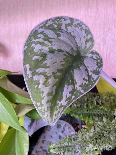 Сциндапсус, вьюн, эпипремнум, лиана