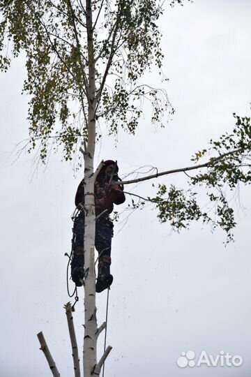 Кронирование и удаление деревьев