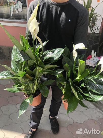 Спатифиллум купидо много цветоносов