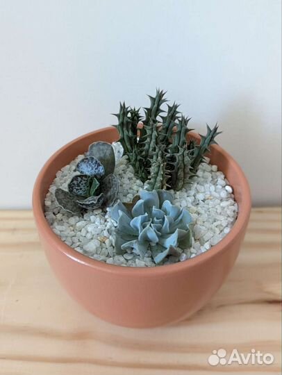 Кактусы и суккуленты